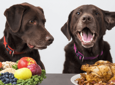 狗可以吃巧克力吗,千万记住这一点