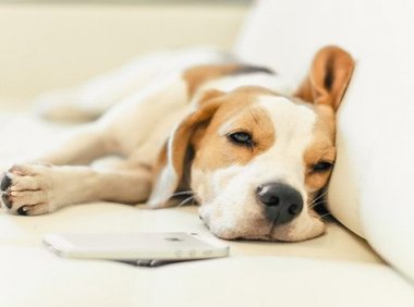 幼犬多久不拉屎不正常?会不会被憋死