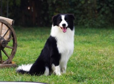 边境牧羊犬吃什么?看完做一名合格的边牧主人