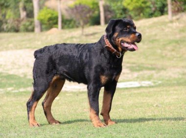 罗威纳犬怎样训练,对于它们训练一定要严厉严格