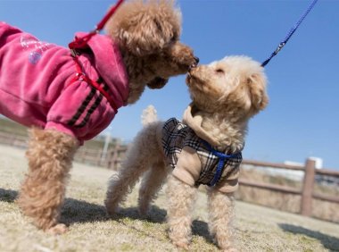 贵宾狗怎么训练,熟记四点训犬不再难