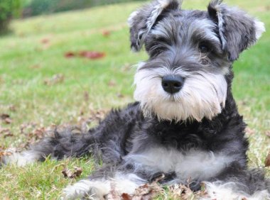 雪纳瑞幼犬怎么看品相?仔细注意下这几处地方