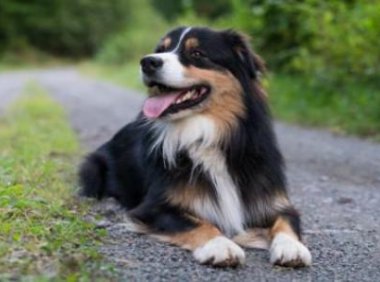 牧羊犬怎么训练放羊,一般都会由专业人士来做