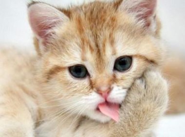 怎样引导猫到窝里睡觉?这是个大问题