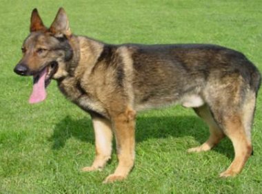 昆明犬的缺点，再好的狗狗也会有不足之处