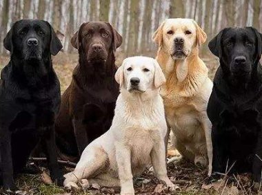 拉布拉多会叫吗?叫都是狗的天性