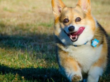 边境牧羊犬多少天断奶?可以对照这样的情况来