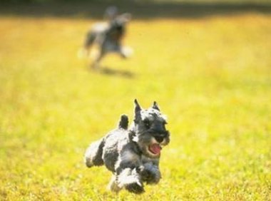 怎样训练雪纳瑞？这几点请牢记