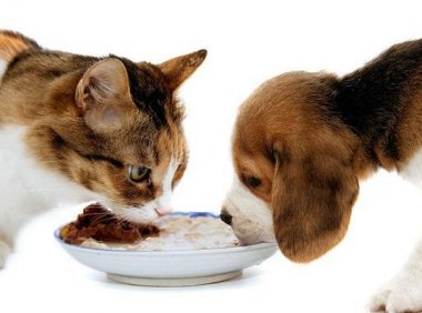 猫能吃巧克力吗,这件事不得不知