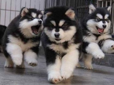 狗狂犬病症状,这几点反应很明显