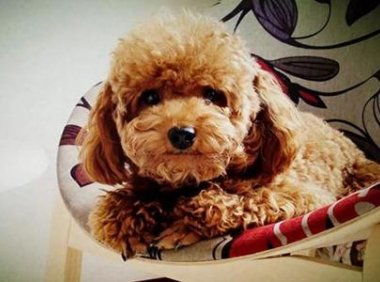 贵宾犬粘人怎么办?可以采取这些方法