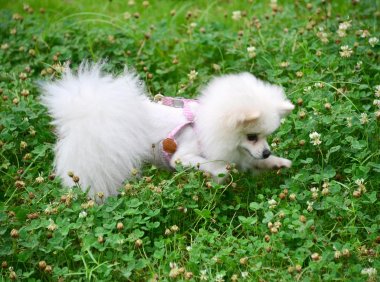 博美犬性格 聪明易驯不爱都难