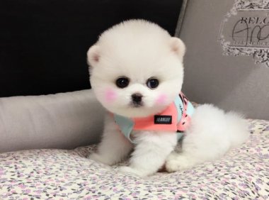 俊介犬的脾气好不好，别犬无法替代