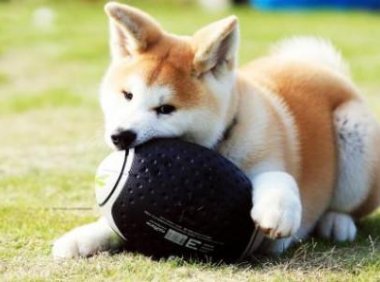 秋田犬的寿命，时光易老