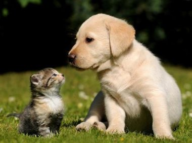 养狗好还是养猫好？看完这些你可能都想养