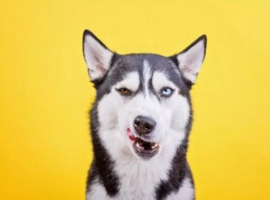 哈士奇喂养方法,喂养大佬不是轻松活