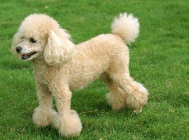 贵宾犬产后可以吃狗粮吗？以这个为标准来选择