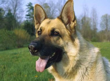 德国牧羊犬怎么训练？大多数是这样训的