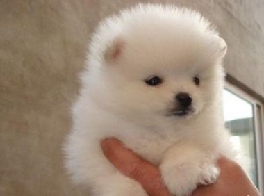 博美犬不吃什么东西?这些食物其实都建议不吃