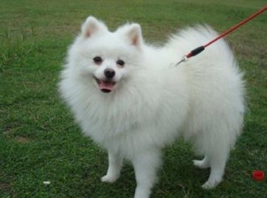 博美能活到二十年吗?详细的来介绍下寿命