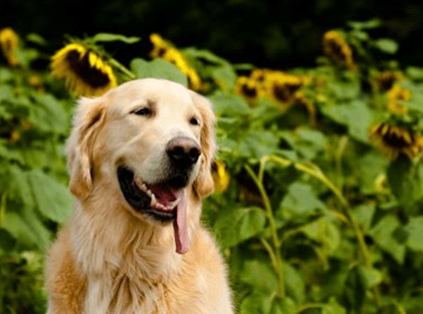 金毛犬训练方法,记住让他分分钟臣服方法