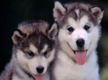 哈士奇是二哈吗，这个称号对得起它