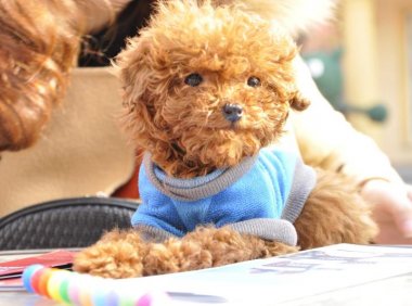 泰迪犬怀孕注意事项,吃喝住行都要小心谨慎