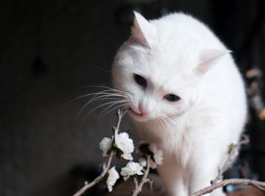 猫咪用头拱人怎么回事?这里面是有学问的