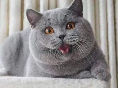 猫为什么喜欢猫薄荷?是有科学根据的