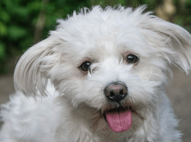 比熊犬好训练吗？掌握技巧无难事