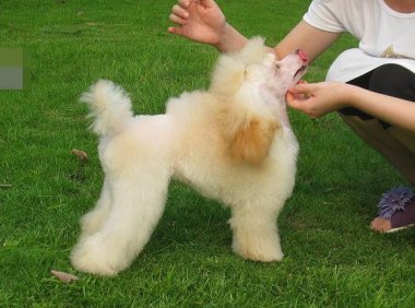 贵宾犬不吃东西呕吐怎么办？要排查下这些原因