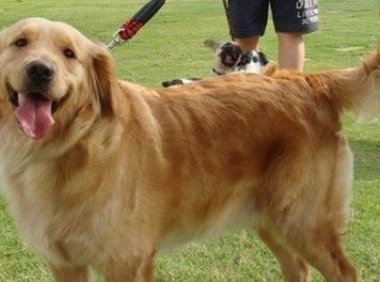 金毛犬喜欢玩什么？这几样就够了