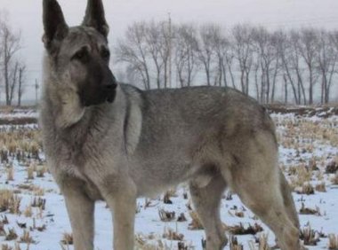 狼青犬训练方法，超强护卫就是它