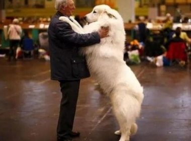 大白熊犬适合农村养吗?看完你自然就明白了