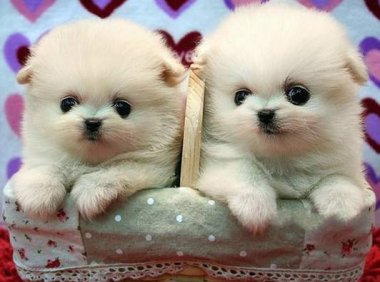 博美茶杯犬价格,看完吓一跳