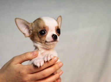 茶杯犬怎么训练?好方法就会事半功倍