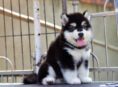 阿拉斯加几个月猛长,基本规律是这样的