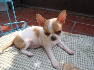 吉娃娃喜欢主人的表现,它们是怎么表达的?