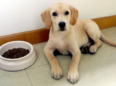 拉布拉多发育期吃什么食物，这些食物比较适合