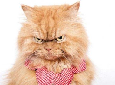 被猫抓破了怎么办? 心里没点数吗?