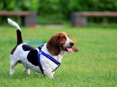 狗狗狂犬病症状,见到下面几点就提高警惕了