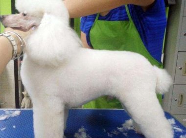 贵宾犬突然呕吐怎么办?不清楚原因的情况下送医院吧