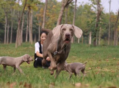 魏玛犬是烈性犬吗?应该怎么训练它