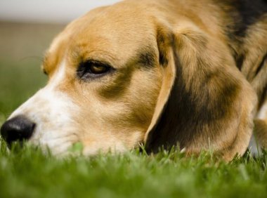 金毛皮肤病怎么治?专家来给你支招