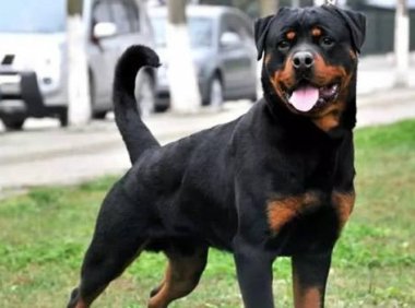 怎样训练罗威纳犬?一些常用的训练方法