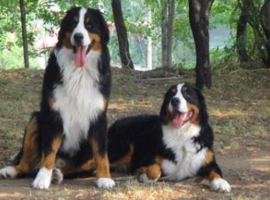 伯恩山犬好养吗?从这些方面就可以看出来