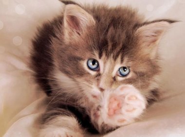 小猫吃什么好?小猫就要有小猫的样子