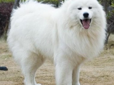 萨摩耶训练方法,严格执行才不枉费你的爱心