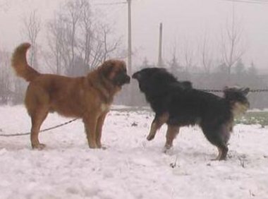 高加索和藏獒哪个厉害，高加索KO藏獒？