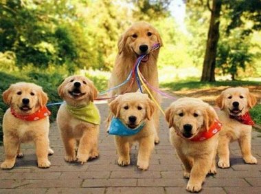 金毛犬喜欢吃什么,这几种必不可少